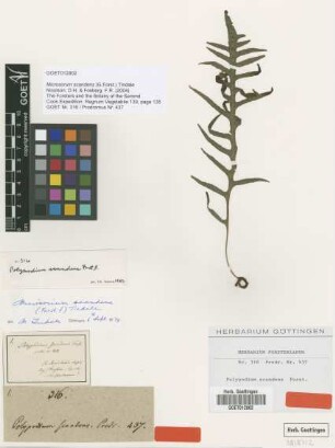 Polypodium scandens G.Forst. [type]