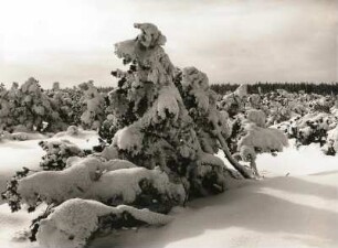 Dick verschneite Moorkiefern im Georgenfelder Hochmoor