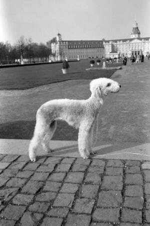 Teilnahme der Bedlington-Terrierhündin Helena vom Fasanengarten an der Internationalen Rassehunde-Ausstellung der FCI