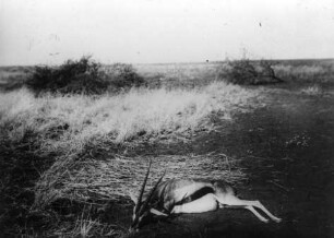 Erlegte Thomsen-Gazelle