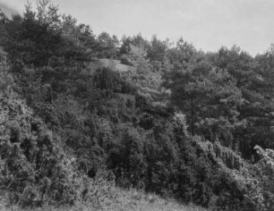 Wacholdergebüsch : Blick auf ein Wacholergebüsch im Thüringer Wald.