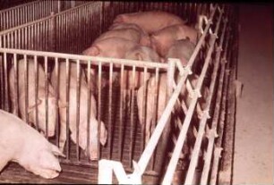 Fotografie: Stallsystem, Mastschwein, Vollspaltenboden