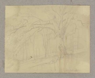 Waldpartie mit altem Baum