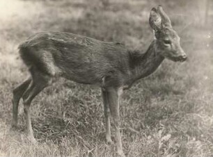Europa. Reh (Capreolus capreolus), Ricke im Haarwechsel