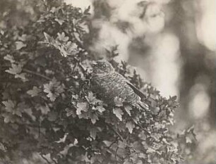 Kuckuck (Cuculus canorus L.), ausgeflogener Jungvogel
