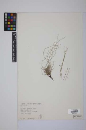 Equisetum bogotense Kunth