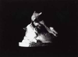 Kämpfende Katzen