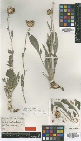 Centaurea malinvaldiana Batt. [type]