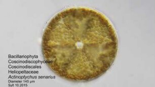 Actinoptychus senarius Sylt 2015