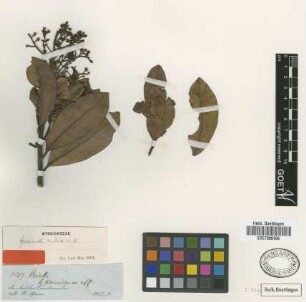 Geissanthus andinus Mez