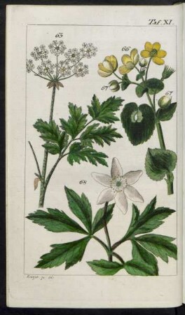 Taf. XI. Fig. Der Schierling Fig. 66. Die Sumpfdotterblume Fig. 68. Das Waldhähnlein