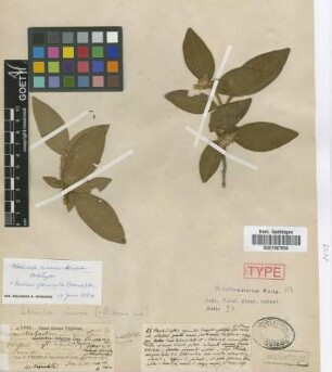 Leandra cinerea (Griseb.) Cogn. [holotype]