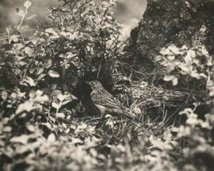 Baumpieper (Anthus trivialis) am Nest