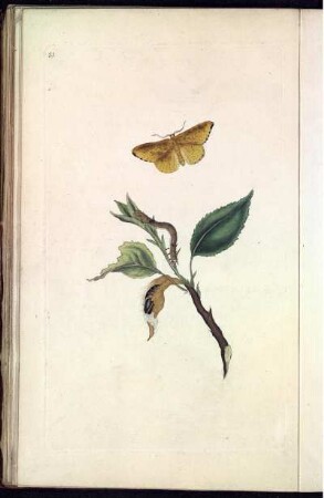 Pl. 21 [bis] Pl. 30 [Pl. siehe arbabische Paginierung]