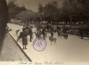 Nara, Japan. Nara-Park. Touristen in Rikschas mit einheimischen Läufern inmitten zahmer, heiliger Rehe