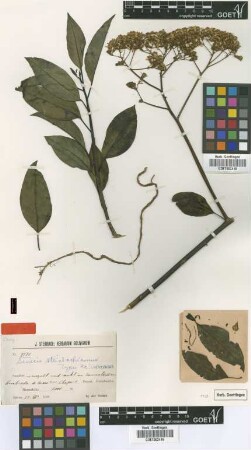 Senecio steinbachianus Cuatrec. [type]