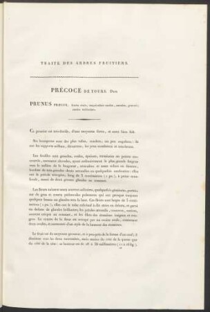 Précoce De Tours. Duh. Prunus Praecox ...