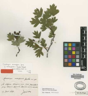 Crataegus monogyna Jacq. f. rosaeformis (Janka) Hayek[type]