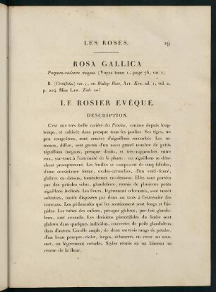 29-30, Rosa Gallica (Purpuro-violacea magna.) Le Rosier Évêque.