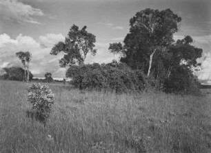 Savanne : Vegetation in einer Savanne in Tansania