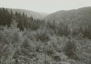 Forstwirtschaft im Erzgebirge. Zöblitz. Geräumte Fichten-Vorverjüngung mit beigemischten Lärchen, Kiefern und Birken. Mischbestandsbegründung