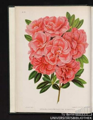 Pl. II. Azalea Madame Paul De Schryver.