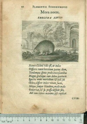 Mora nocet. Emblema XXVIII.