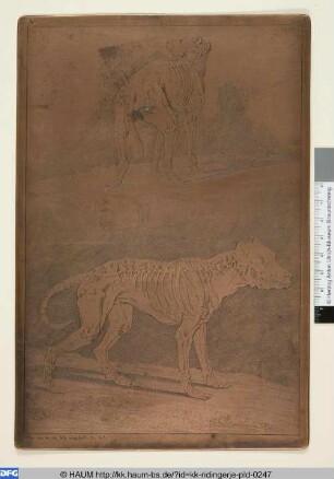 Zwei Skelette von Hunden, eins von hinten, das andere von der Seite zu sehen, mit Umrissen der ganzen Figur