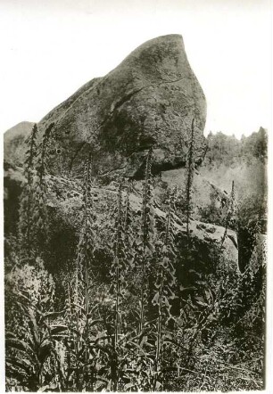 Harz. Brockengebiet. Steinerne Renne. Granitgestein. Im Vordergrund Fingerhut (Digitalis)