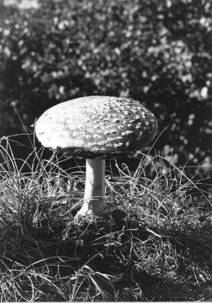 Fliegenpilz - Amanita muscaria