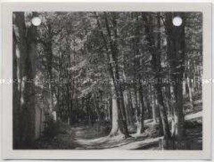 Labes, Wald