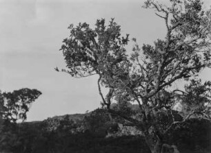 Nebelwald : Nebelwald in den Uluguru-Bergen. Die Äste vieler Bäume sind dicht mit Bartflechten behangen