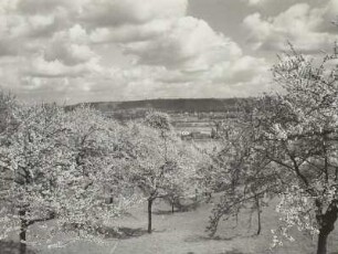 Cossbaude, Baumblüte