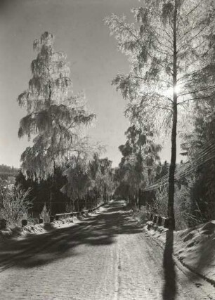 Osterzgebirge. Bäume mit Raureif an der Straße nach Frauenstein