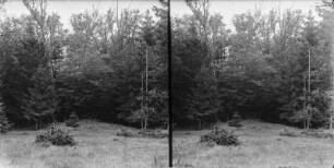 Waldgrenze : Die Grenze eines Waldes.