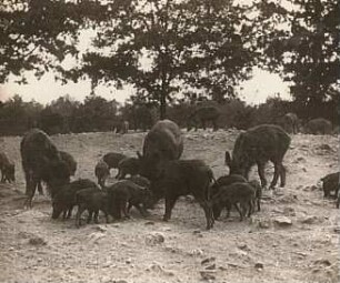 Wildgehege Moritzburg. Wildschwein (sus scrofa L.). Bache mit Frischlingen