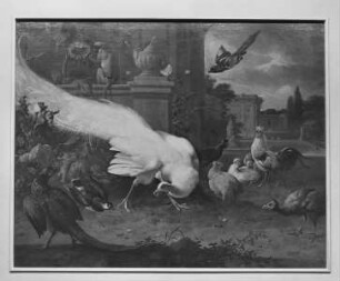 Der weiße Pfau