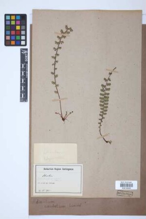 Adiantum caudatum L.