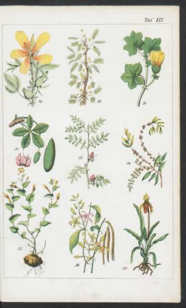 Tafel XIX.