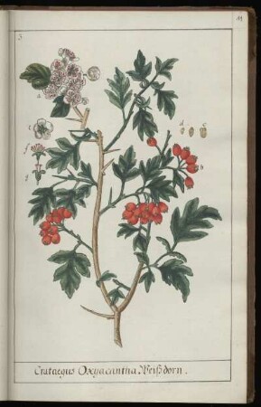 3. Crataegus Oxyacantha Weißdorn