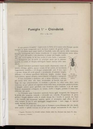 Famiglia 1. - Cicindelidi. [bis] Famiglia 10. - Paussidi.