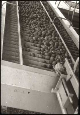 Rollenverlesetisch des Kartoffelsortierers K711; Hersteller: VEB Weimar-Werk
