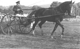 Celle, Spörckenstraße 10. Niedersächsisches Landgestüt. Hengstparade. Vorführung mit Traberkarren
