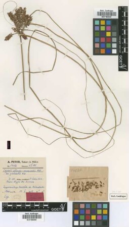 Cyperus oblongo-incrassatus Kük. var. groteanus Kük.[type]