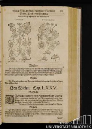 Cap. LXXV. Von Wicken.