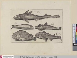 Acipenser Zeelandicus, Zeelantsche Steur; Sarda, Sarbijn; Cuculus, Zee-haen; Leo marinus, Zee-Leeuwe; Frater hugo, Broer Huych