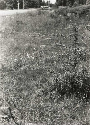 Harz. Moorwiese unterhalb des Brockens mit Wollgras (Eriophorum angustifolium)