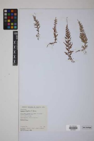 Selaginella flagellata Spring