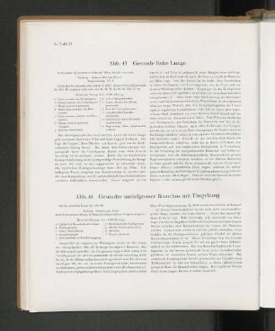 Abb. 43 Gesunde linke Lunge