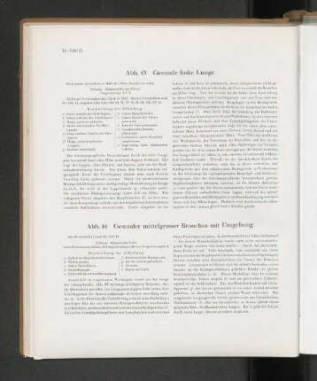 Abb. 43 Gesunde linke Lunge